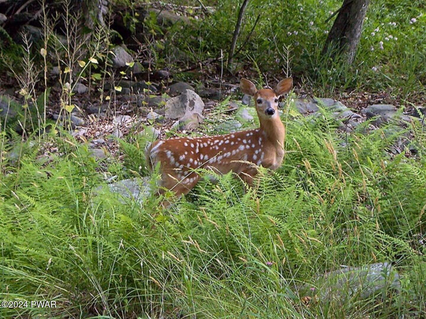 Lot 260 Reid Rd Lake Moscow, PA 18444 - Photo 7 of 7 9-COMMUNITY VISITOR (Large)