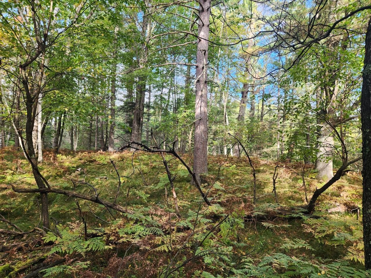 Lot 310 Deerwood Road Minocqua, WI 54548 - Photo 9 of 10 Gallery Image 9