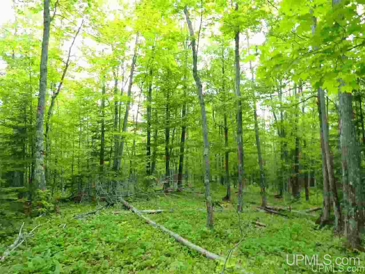 80-acres Dog Patch Road Lanse, MI 49946 - Photo 15 of 50 Gallery Image 15