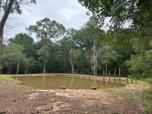 28171 Joseph Road Hockley, TX 77447 - Photo 3 of 28 a view of a swimming pool with a large trees