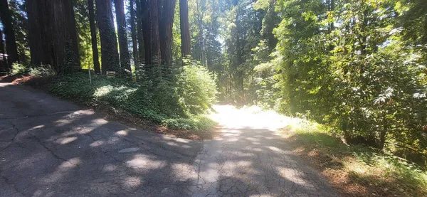 a view of a yard with plants and trees