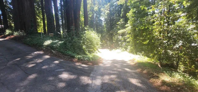 a view of a yard with plants and trees