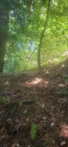 a view of a yard with plants and large trees