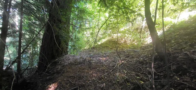 a view of a forest with trees in the background