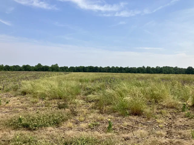 a view of a lake with houses in the back