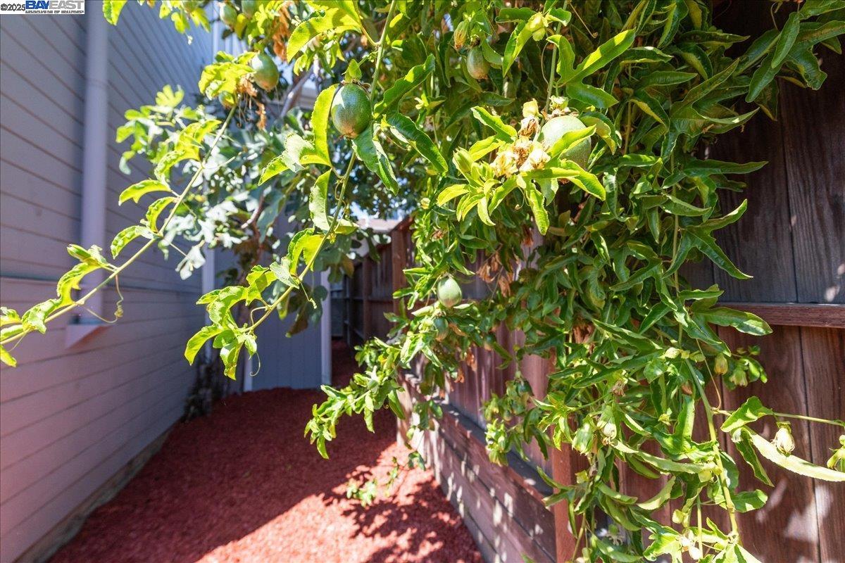 3214 13th Avenue Oakland, CA 94610 - Photo 45 of 51 a view of a flower