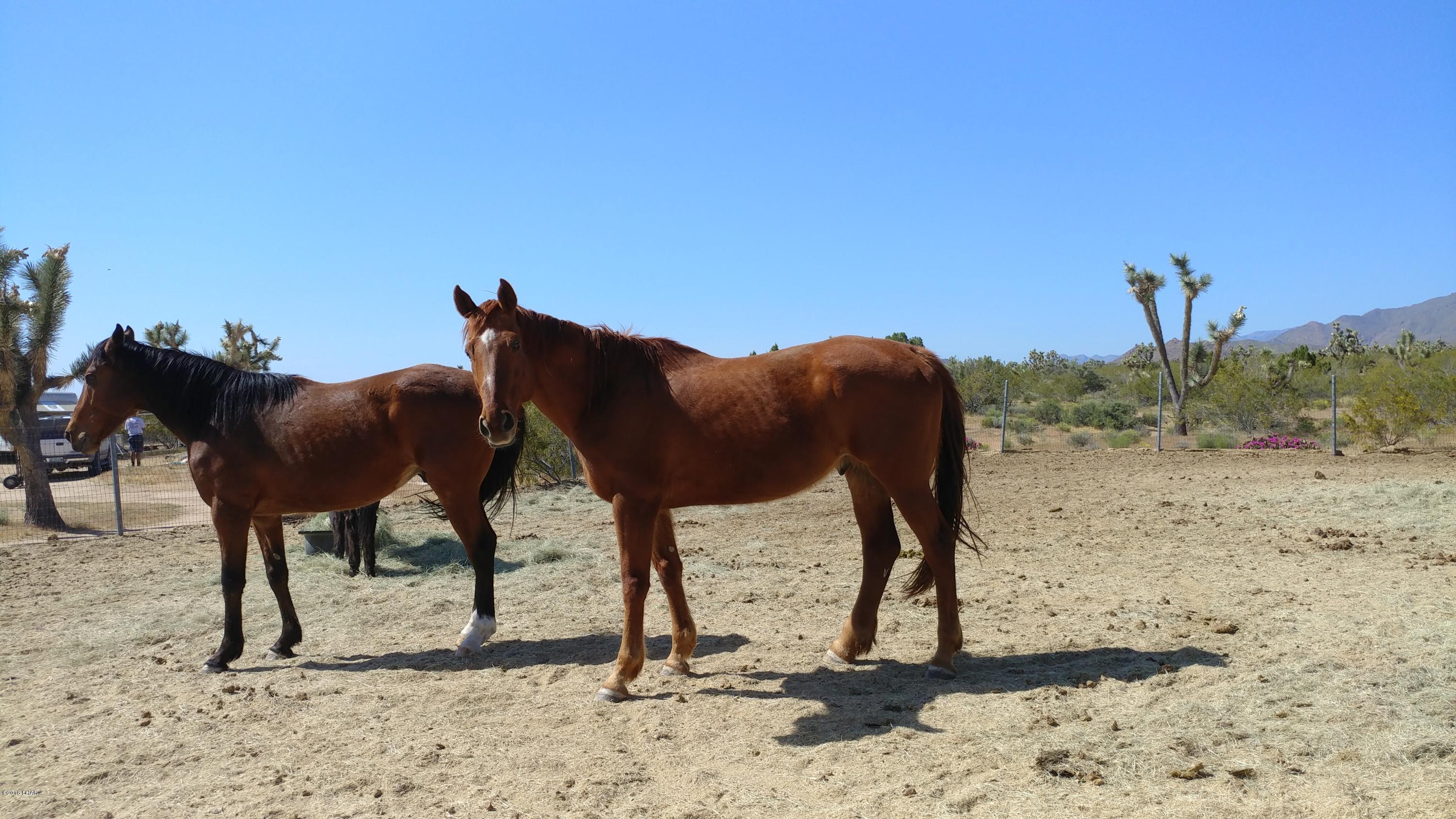 127 South Dennis Road Yucca, AZ 86438 - Photo 8 of 13 Horses Allowed