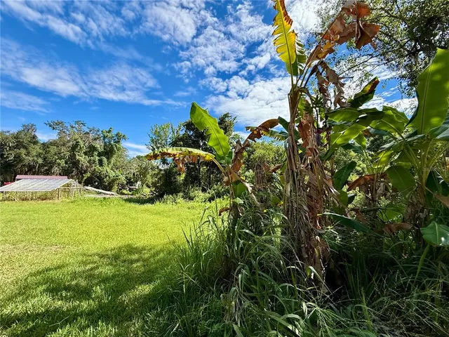 a view of a yard with plants and large trees
