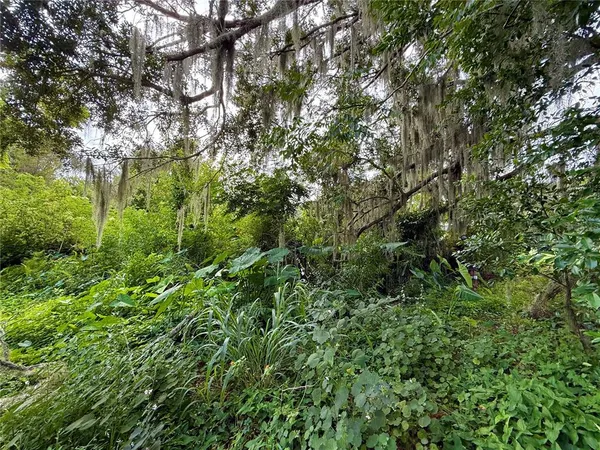 a view of a lush green forest