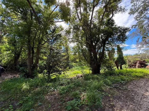 a view of a yard with large trees