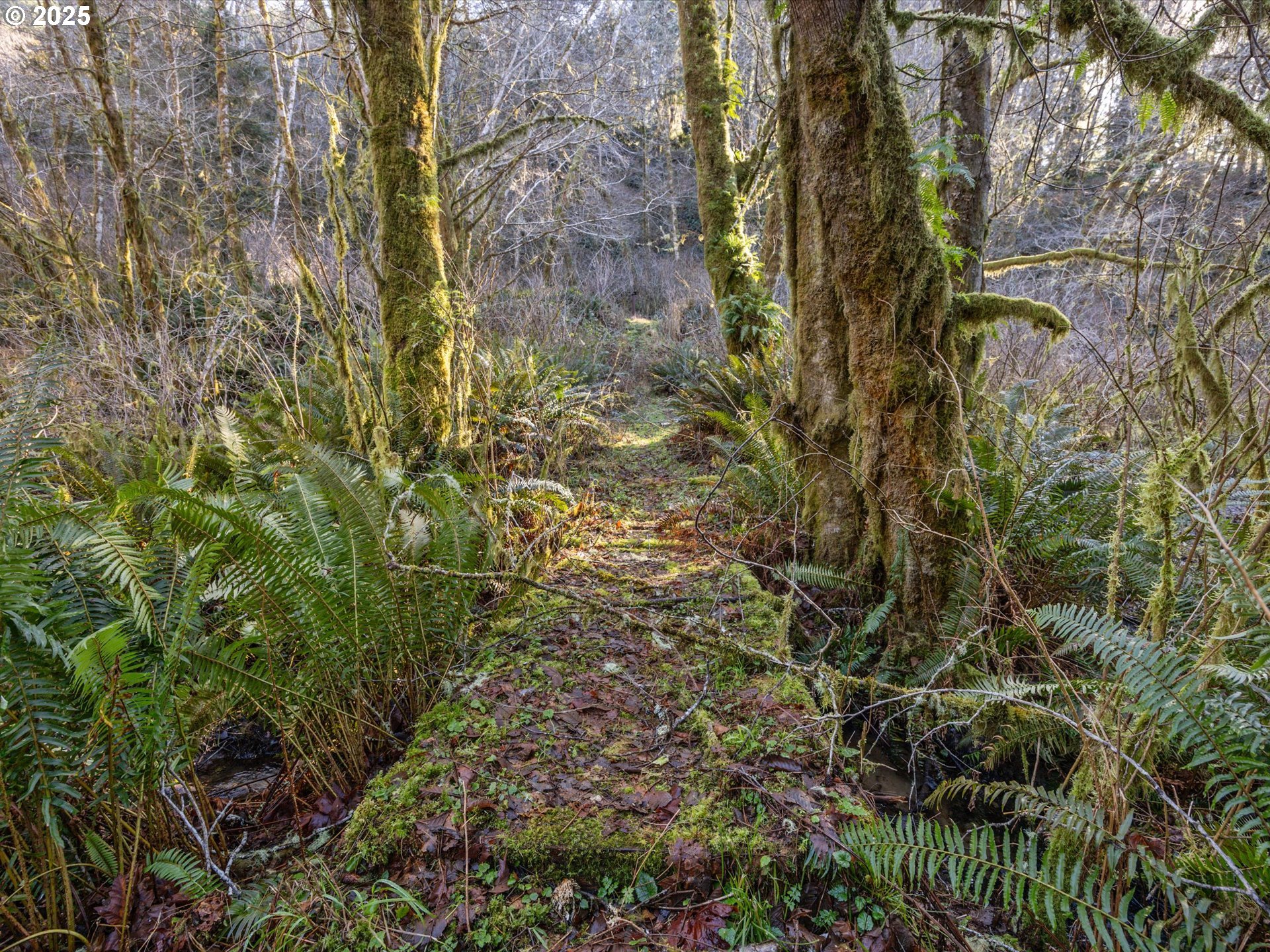0 North Lake Road Lakeside, OR 97449 - Photo 11 of 16 Gallery Image 11