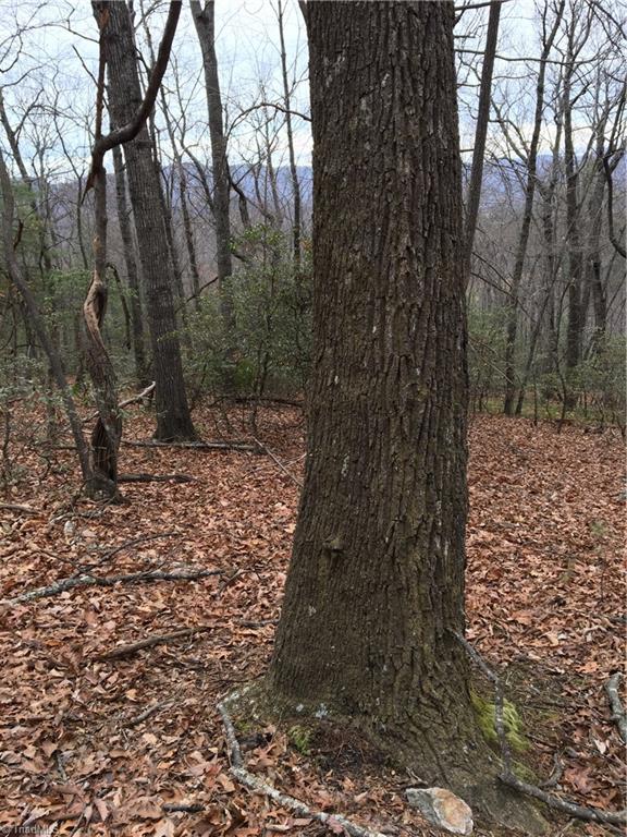 0 Old Mill Road Lowgap, NC 27024 - Photo 17 of 21 Large mature timber throughout tract too!!!