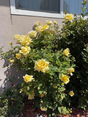 $2,800 | 3579 Agate Drive, Unit 6, Santa Clara, CA 95051