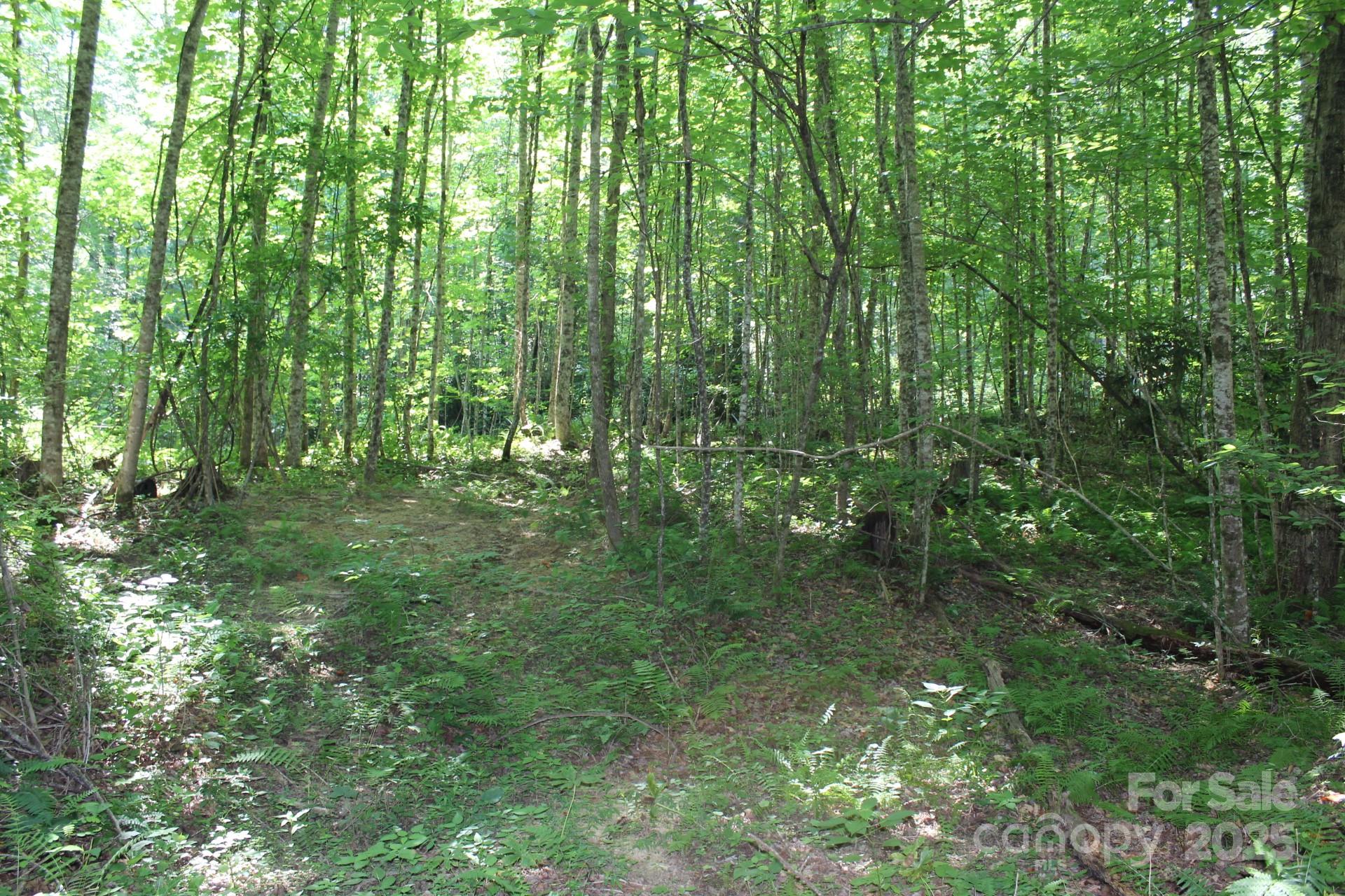 14 Long Branch Road, Unit 14 Pisgah Forest, NC 28768 - Photo 12 of 32 a lush green forest with lots of trees