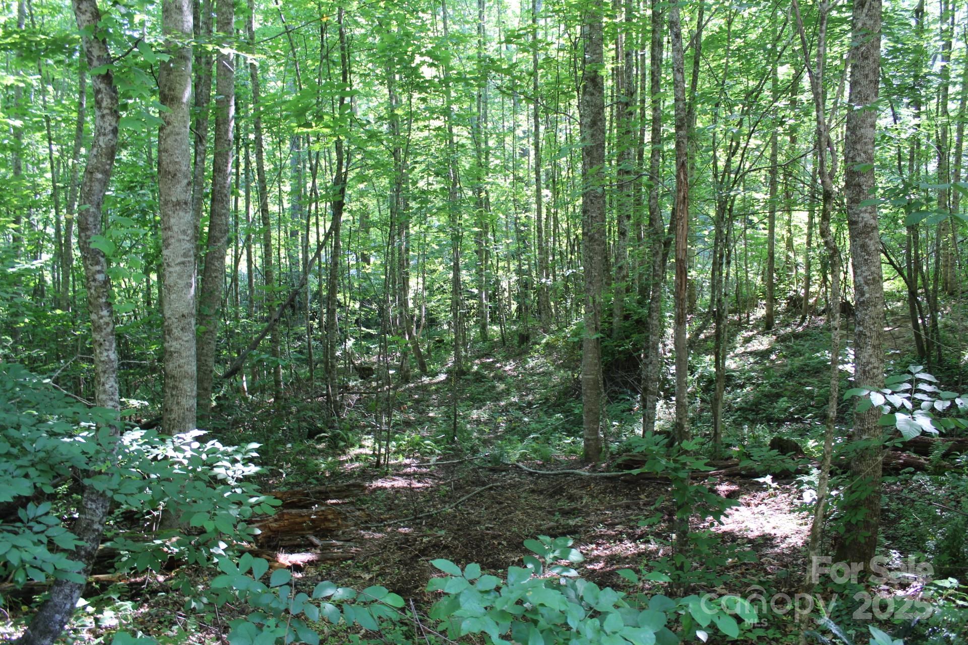 14 Long Branch Road, Unit 14 Pisgah Forest, NC 28768 - Photo 13 of 32 a view of a lush green forest