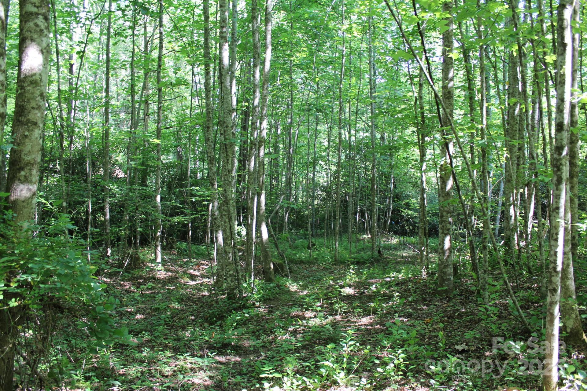 14 Long Branch Road, Unit 14 Pisgah Forest, NC 28768 - Photo 14 of 32 a view of yard