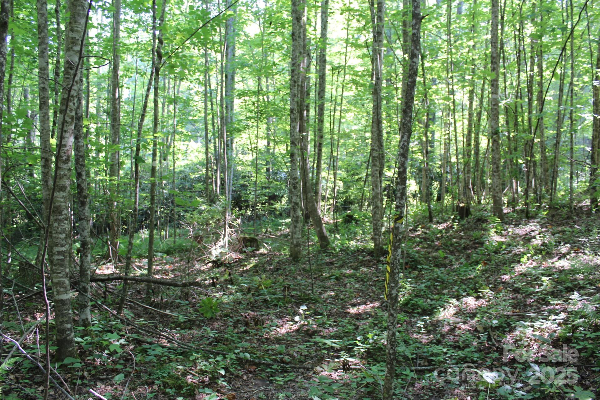 14 Long Branch Road, Unit 14 Pisgah Forest, NC 28768 - Photo 15 of 32 a view of outdoor space with lots of trees