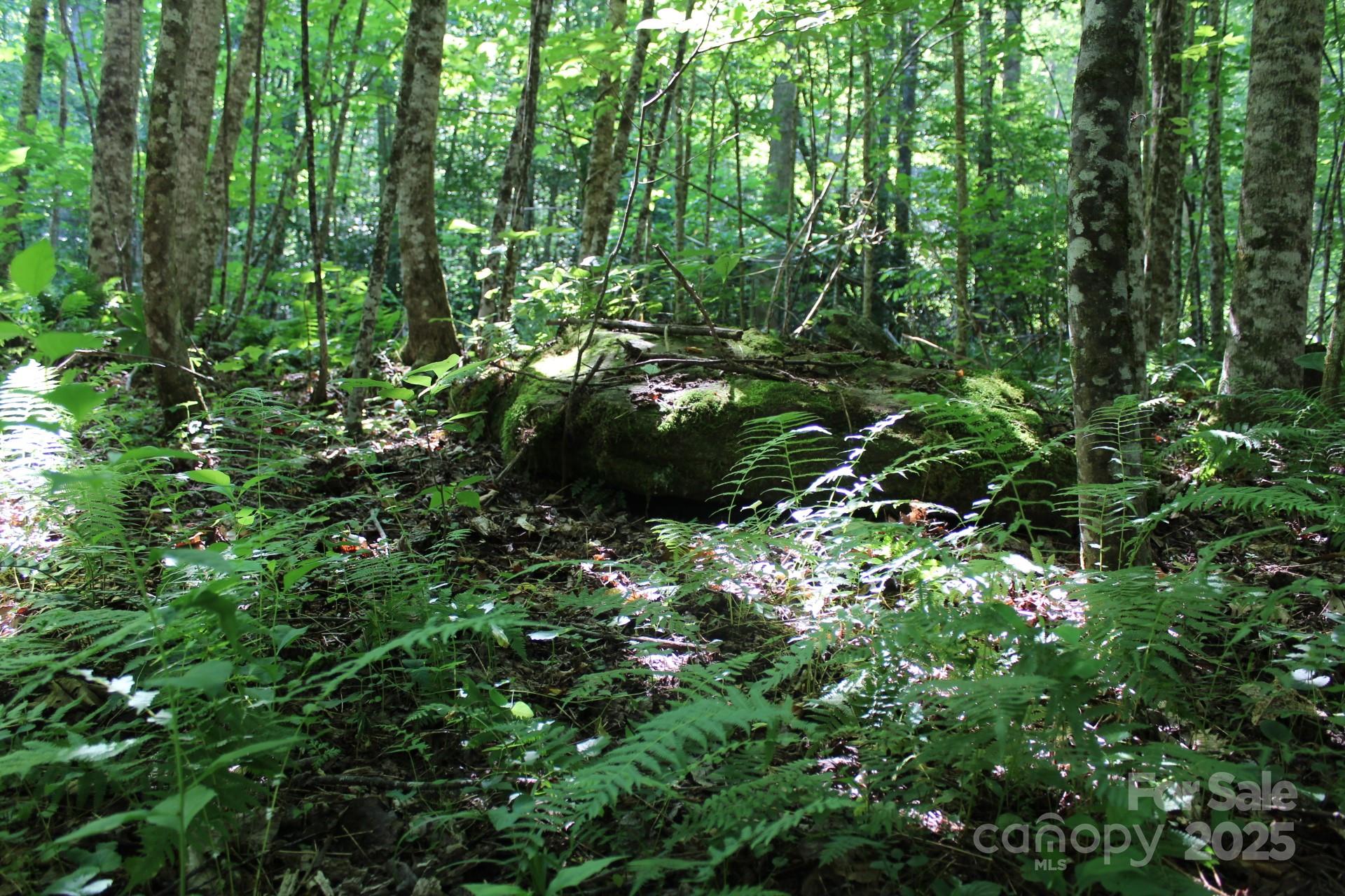 14 Long Branch Road, Unit 14 Pisgah Forest, NC 28768 - Photo 16 of 32 a view of a lush green forest