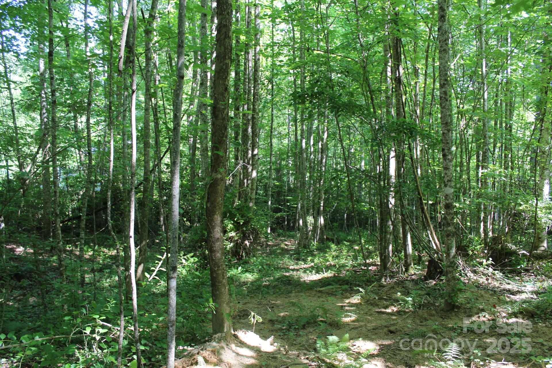 14 Long Branch Road, Unit 14 Pisgah Forest, NC 28768 - Photo 21 of 32 a view of outdoor space and trees