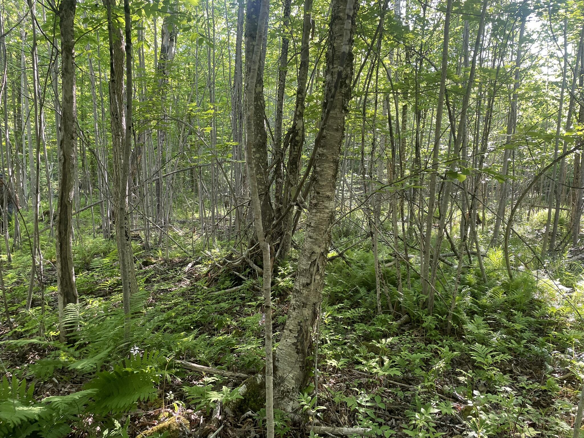 0 Macomber Road Readfield, ME 04355 - Photo 32 of 61 IMG_5667