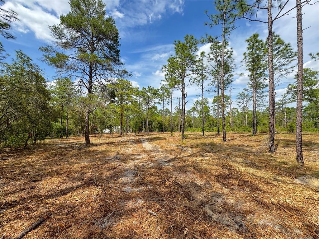 Southwest Edgewater Boulevard Dunnellon, FL 34431 - Photo 6 of 9
