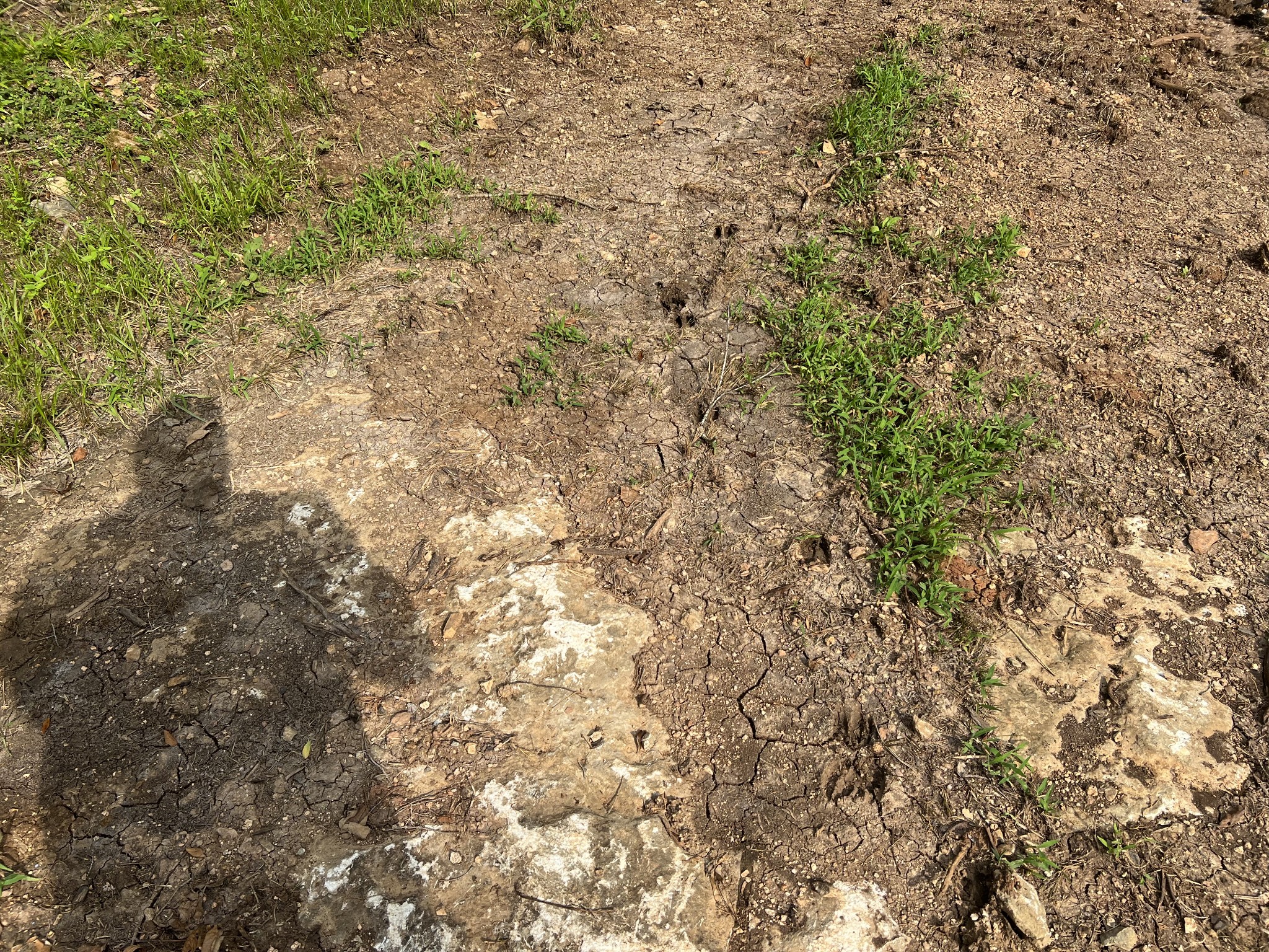 0 New Era Landing Road Linden, TN 37096 - Photo 11 of 18 a view of a tree