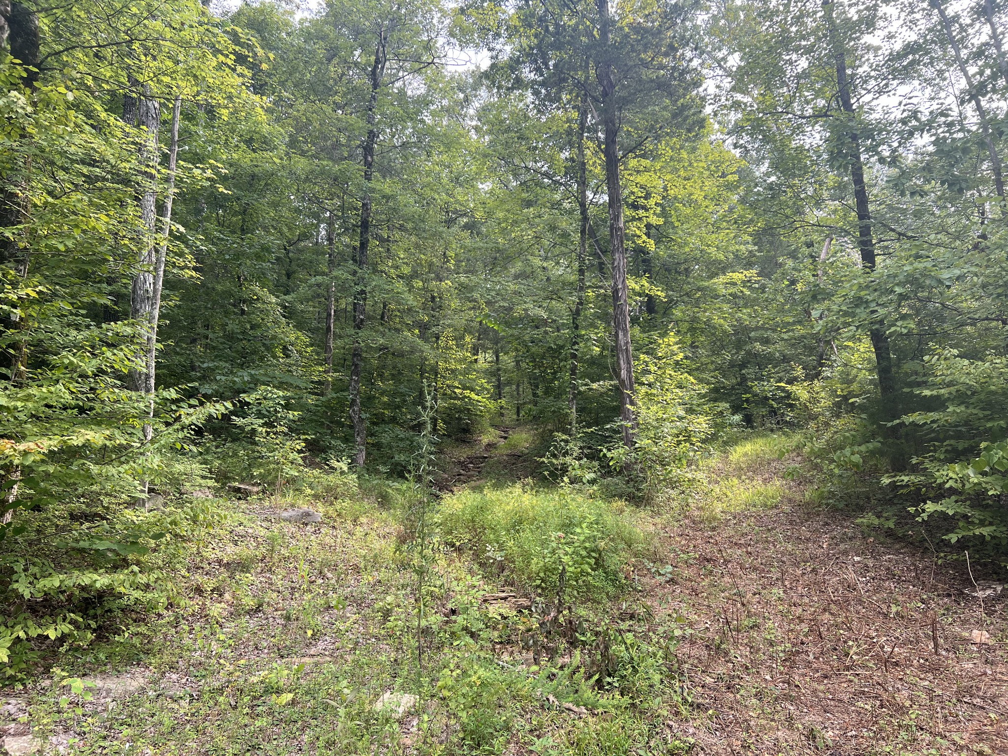 0 New Era Landing Road Linden, TN 37096 - Photo 4 of 18 a view of a forest with trees in the background