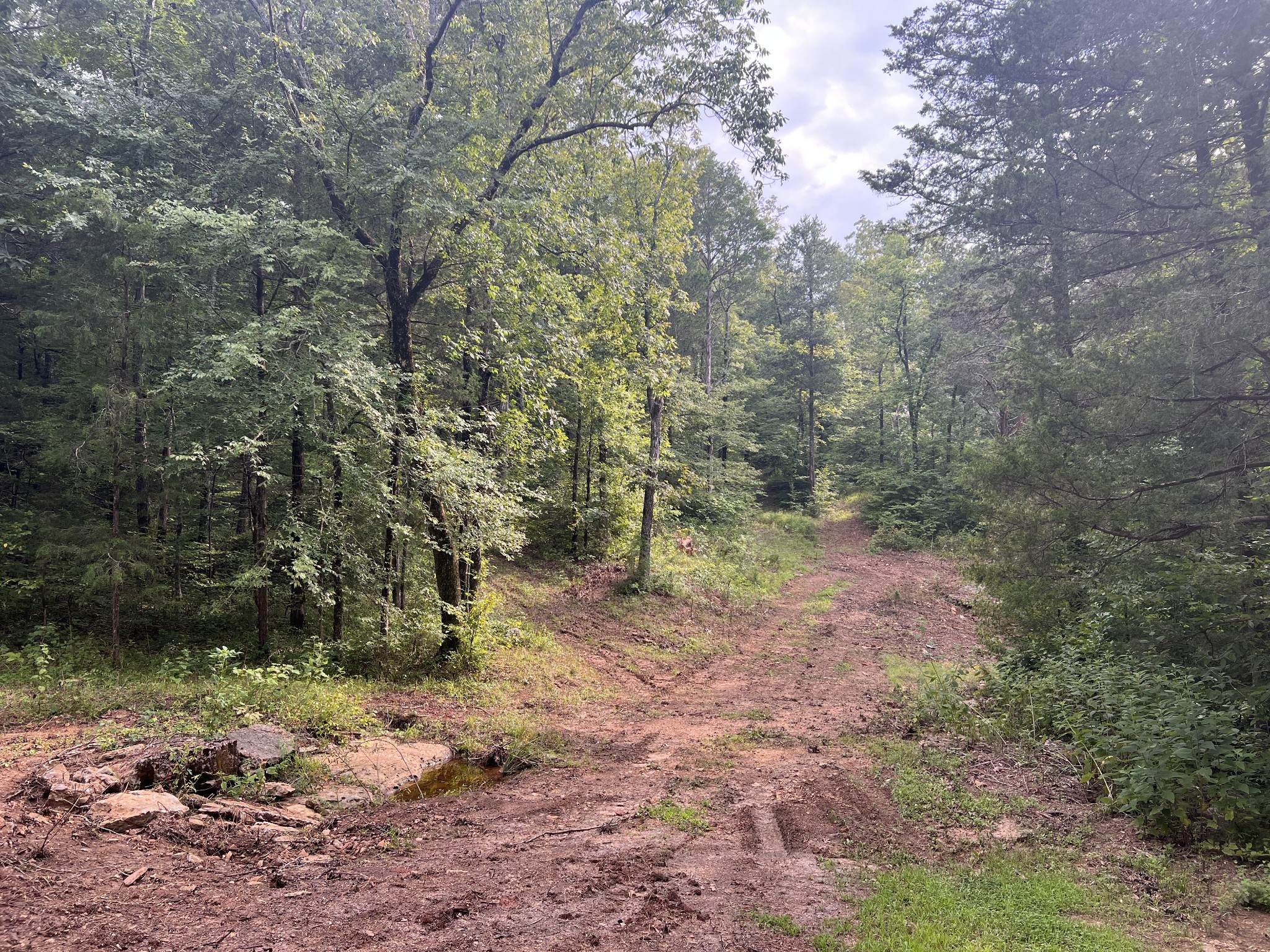 0 New Era Landing Road Linden, TN 37096 - Photo 6 of 18 a view of a forest with trees