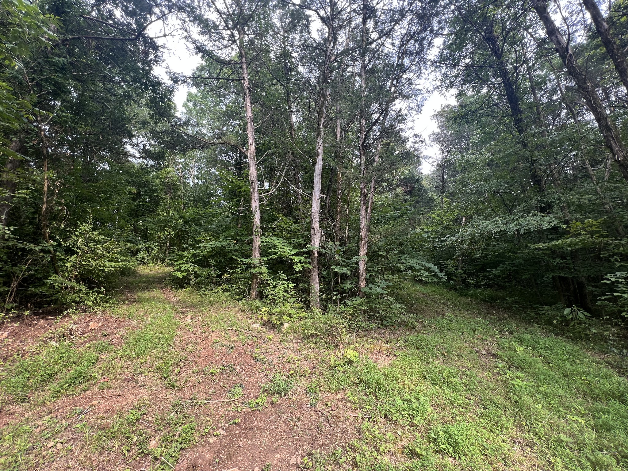 0 New Era Landing Road Linden, TN 37096 - Photo 7 of 18 a view of forest