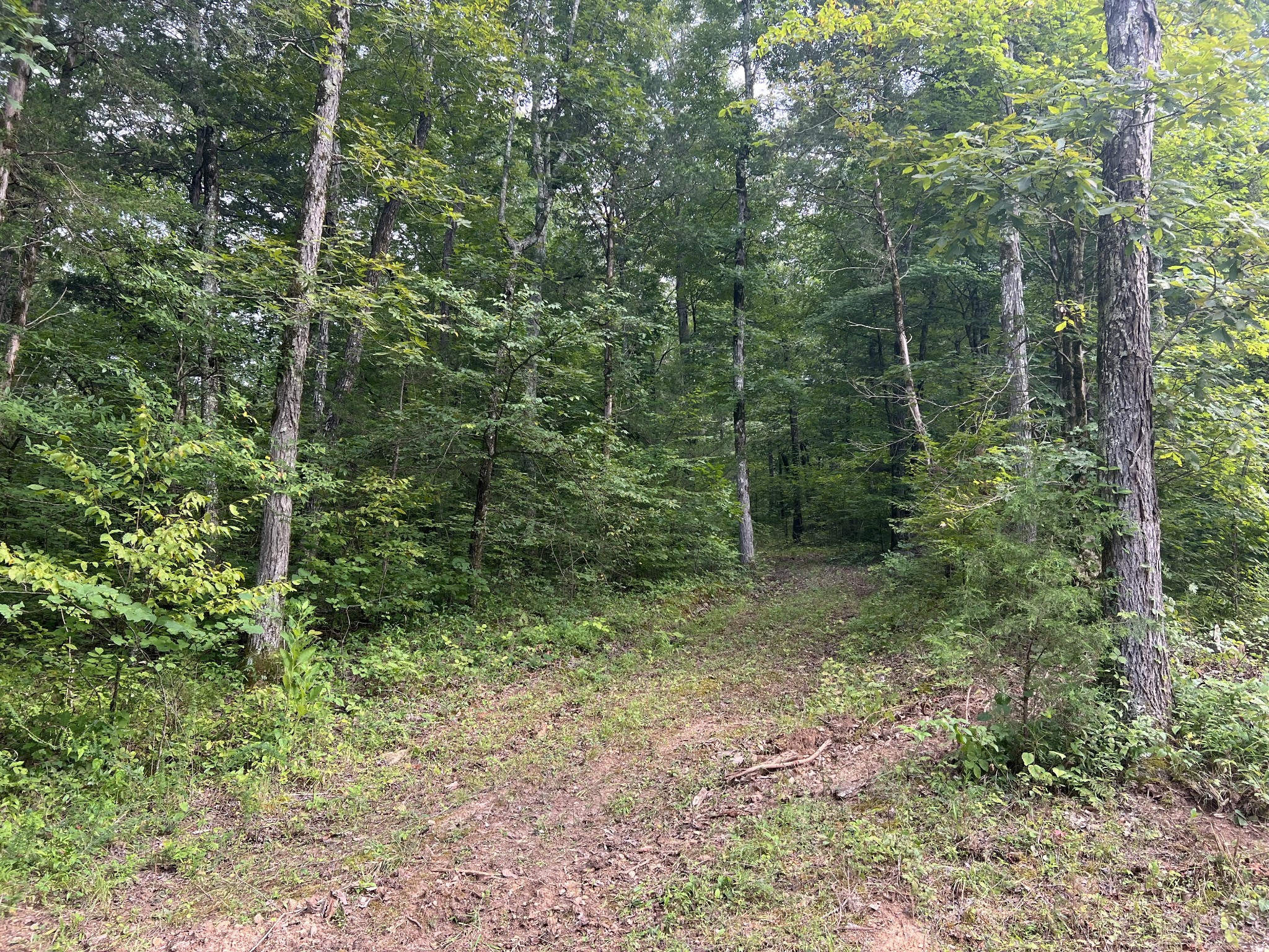 0 New Era Landing Road Linden, TN 37096 - Photo 9 of 18 a view of a forest filled with lots of trees
