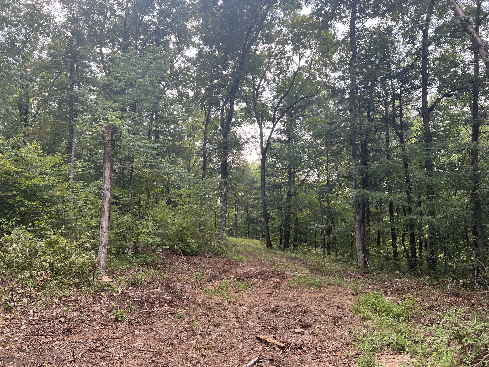 0 New Era Landing Road Linden, TN 37096 - Photo 10 of 18 a view of a forest filled with trees