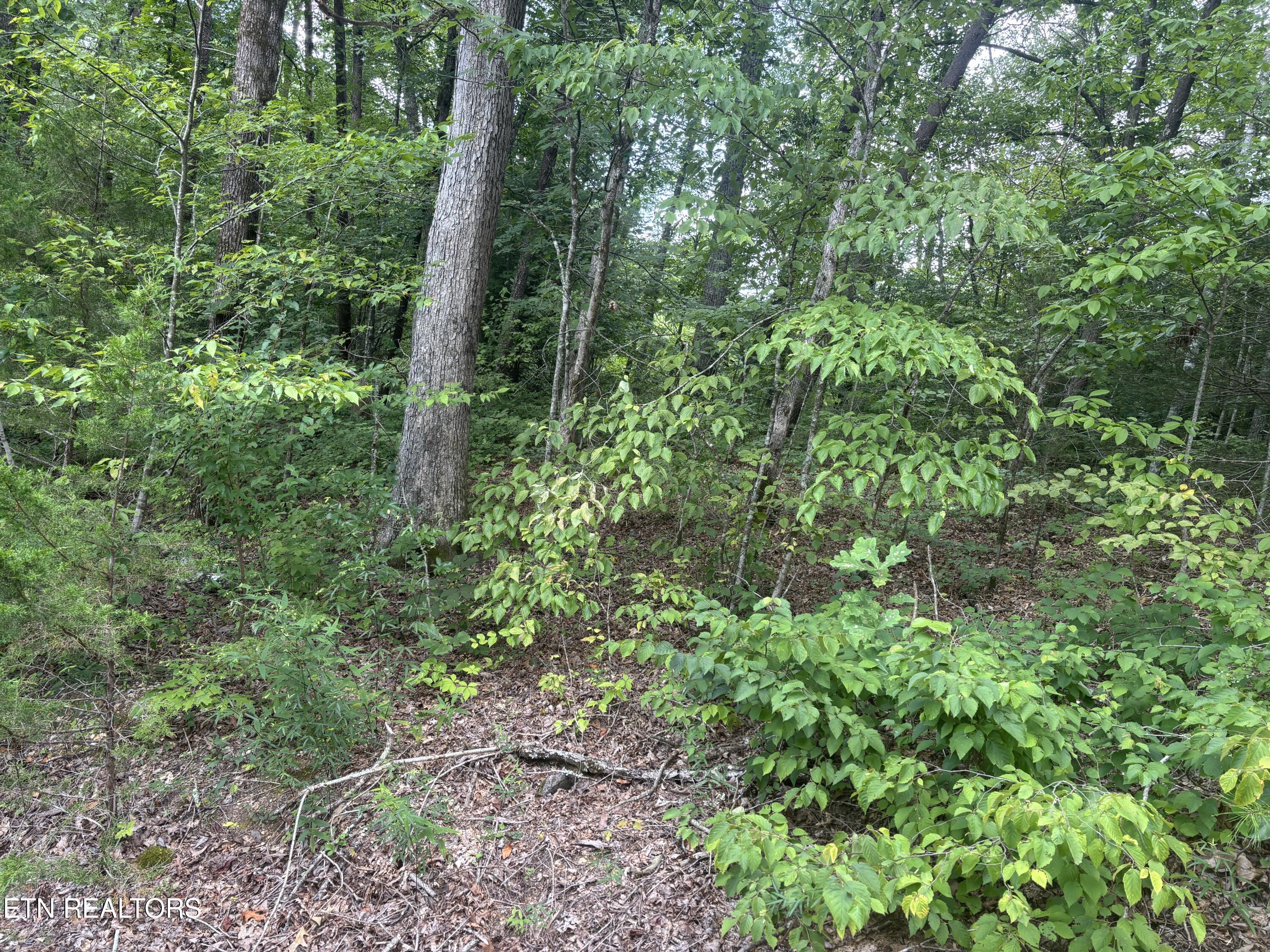 1146 Pine Mountain Road Pigeon Forge, TN 37862 - Photo 5 of 5 IMG_5277 2