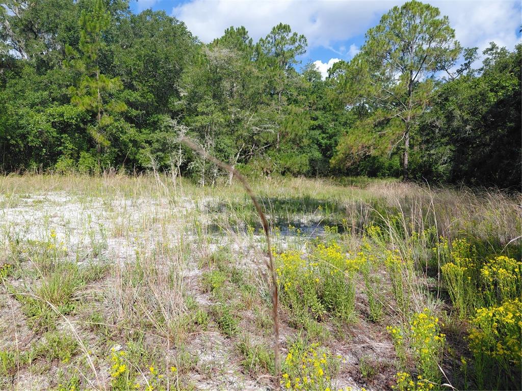 Pinon Drive Webster, FL 33597 - Photo 6 of 19