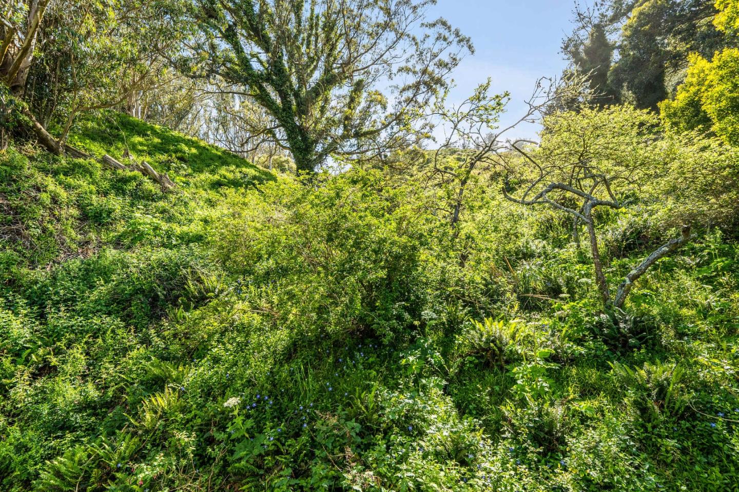 290 Olympian Way Pacifica, CA 94044 - Photo 23 of 33 a view of a lush green forest with lots of trees