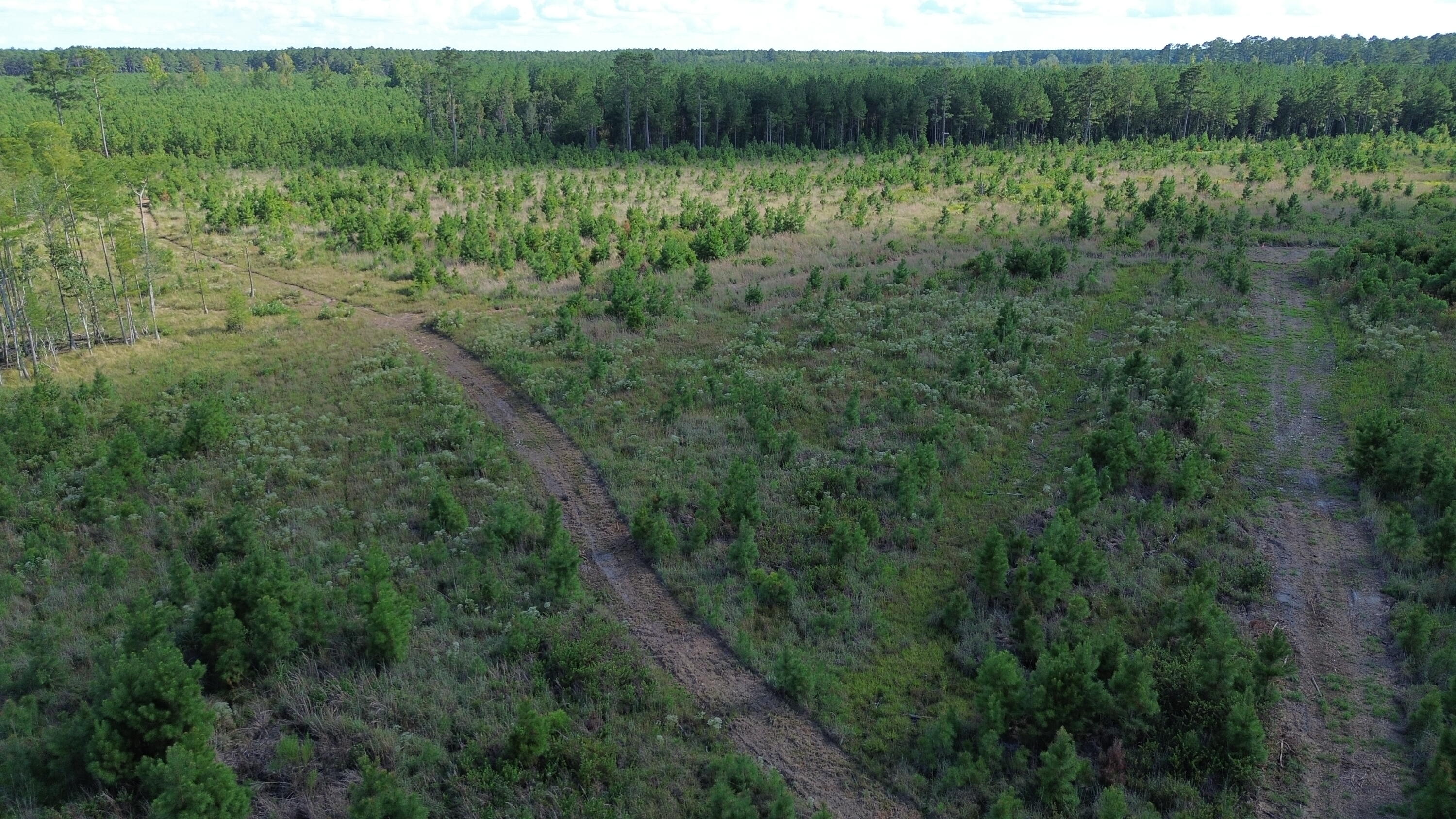 3 Bethel Forest Road Rowesville, SC 29133 - Photo 33 of 33 DJI_0188