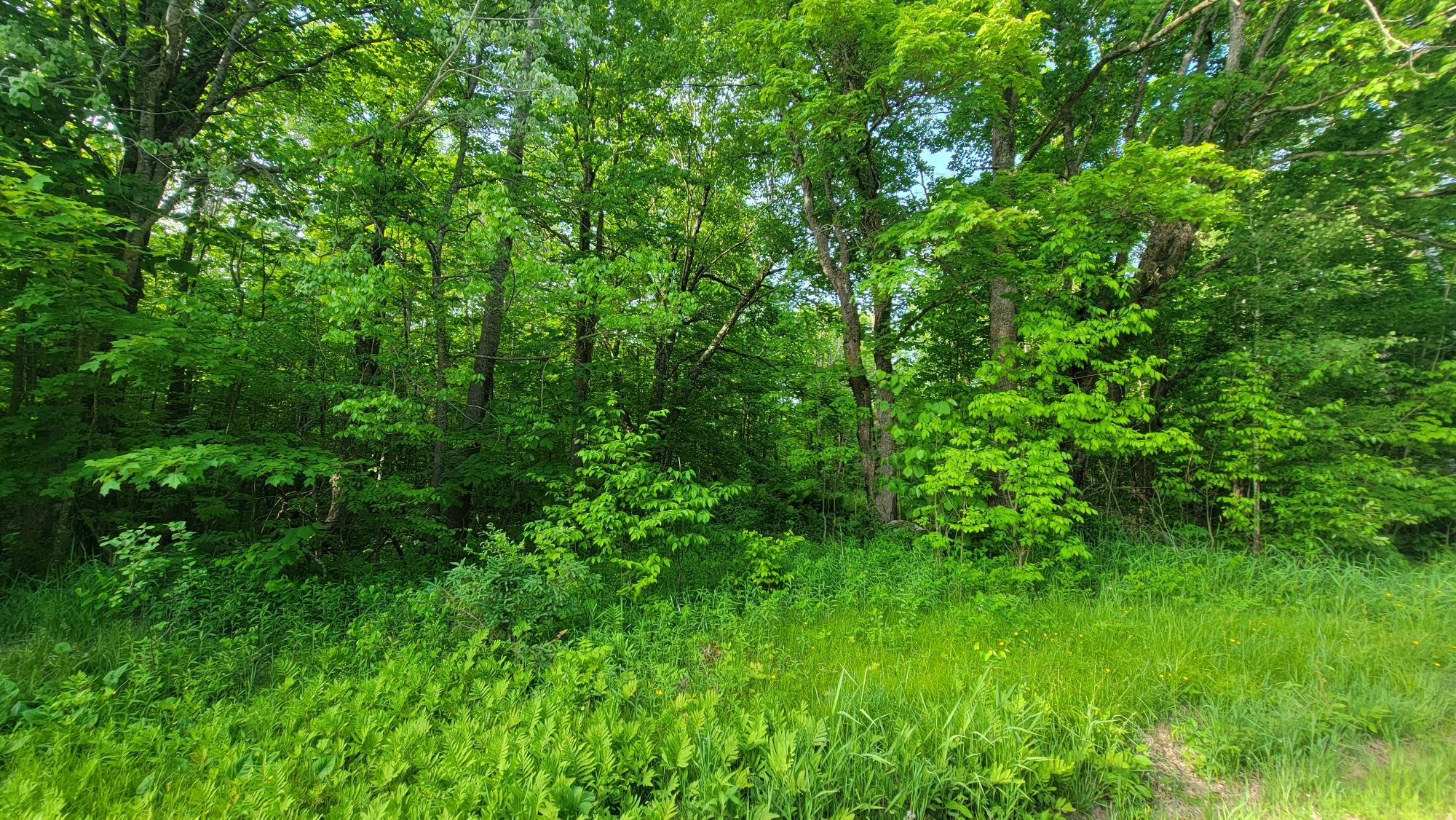 On Dolan Road, Unit 40ACRES Winter, WI 54896 - Photo 5 of 14 Gallery Image 5