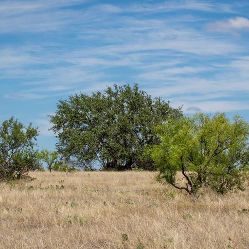 0 Starks Road Mason, TX 76856 - Photo 12 of 32 a view of a yard with a tree
