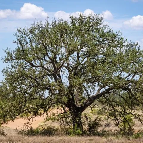 $750,000 | 0 Starks Road, Mason, TX 76856