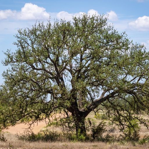 0 Starks Road Mason, TX 76856 - Photo 29 of 32 a picture of tree