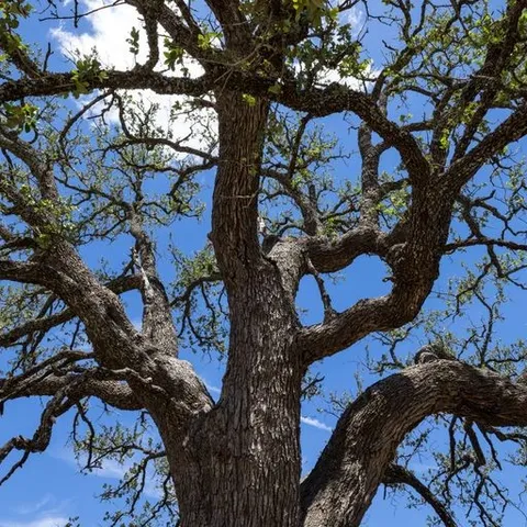 a view of a dry yard with wooden fence