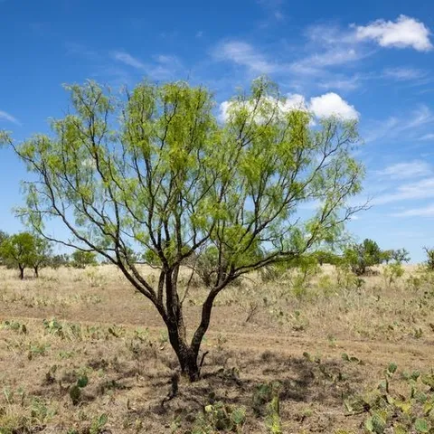 $750,000 | 0 Starks Road, Mason, TX 76856
