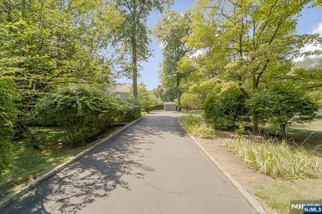 a view of a yard with plants and large trees