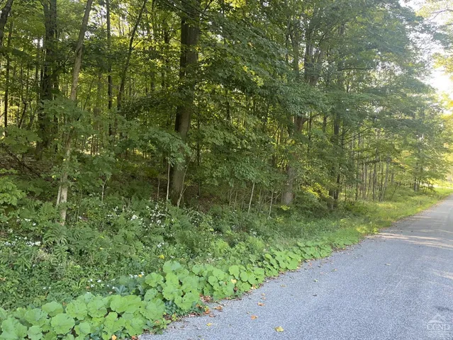 a view of a forest with a street