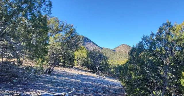 a view of a back yard