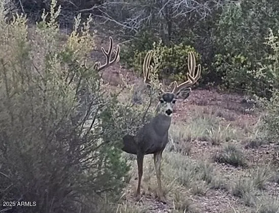 a view of a bunch of trees and bushes