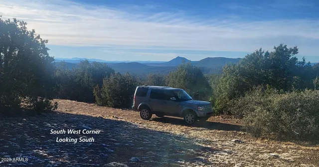 a view of a large tree