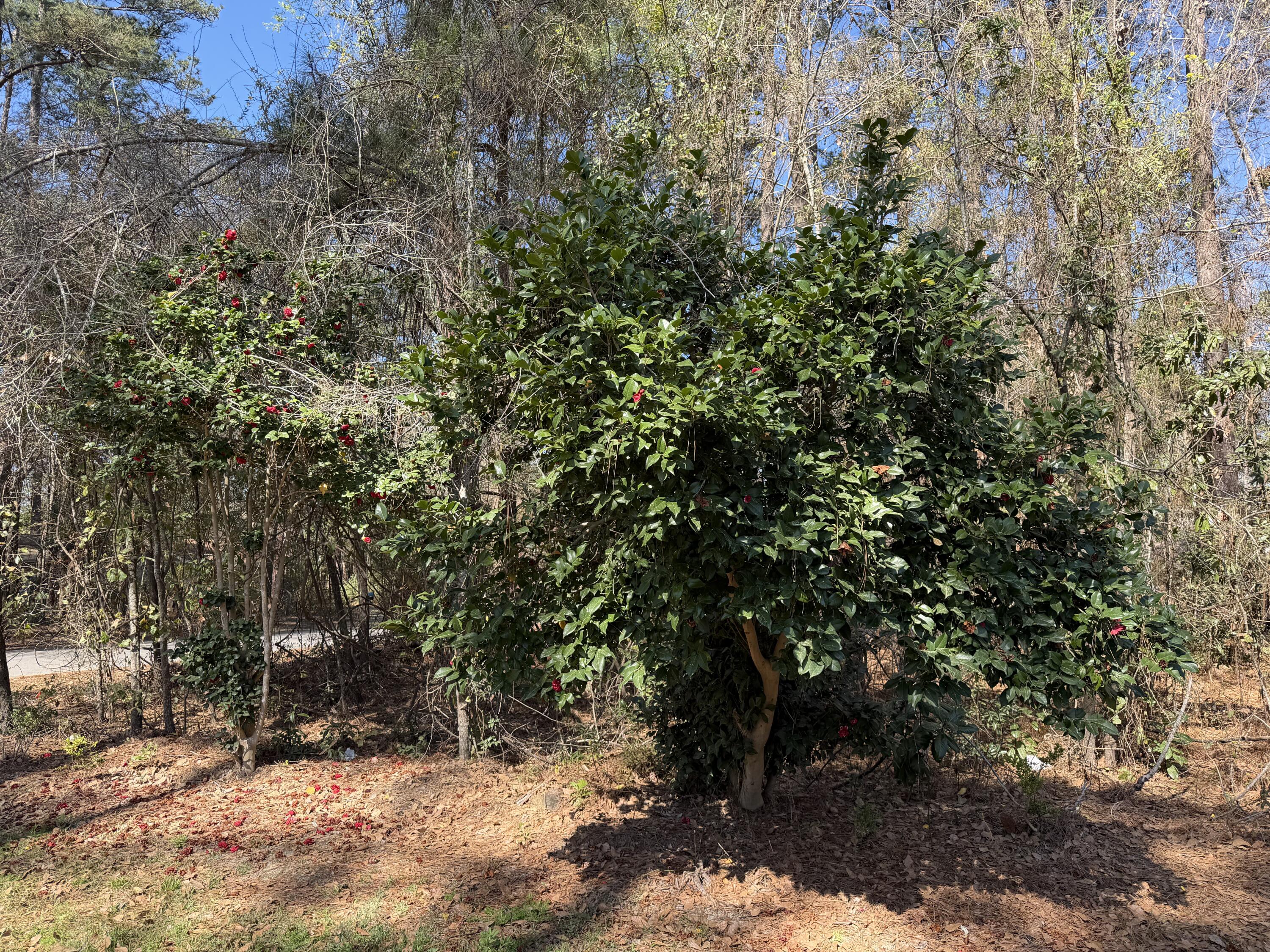 206 Sangaree Road Walterboro, SC 29488 - Photo 6 of 50 Flowers