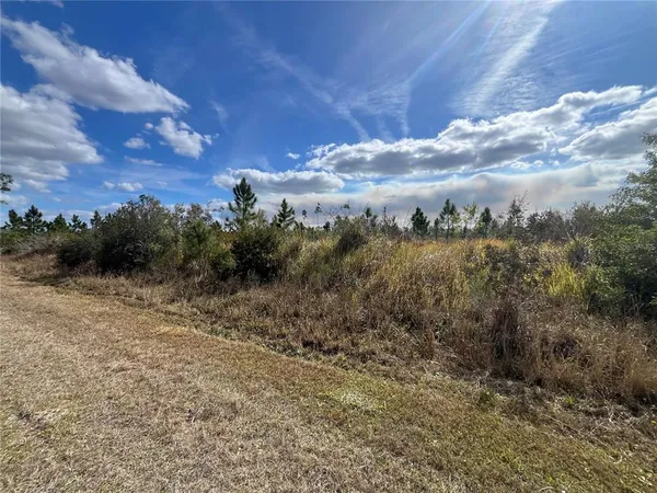 a view of a dry yard with trees