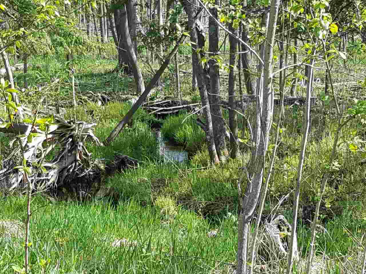 3209 1/8 Line Road West Branch, MI 48661 - Photo 10 of 25 1861901-9.JPG