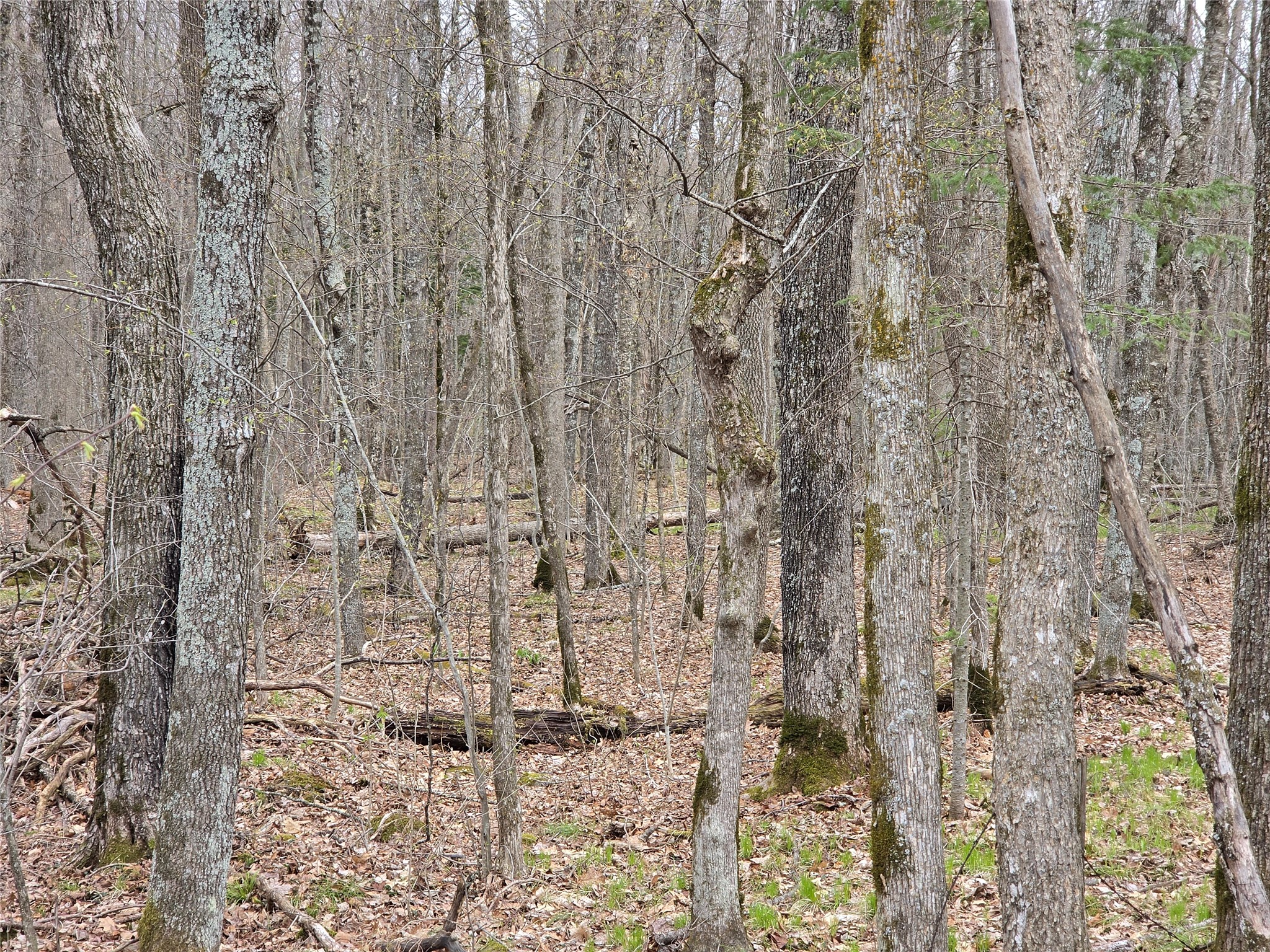 12-xxx North Olson Road Hayward, WI 54843 - Photo 8 of 22 Hunt dear, bear, or waterfowl.